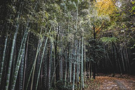 竹林生南国图片