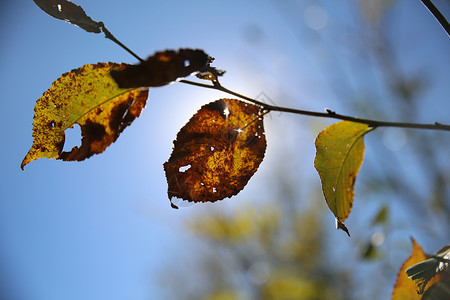 秋天的树叶逆光背景图片