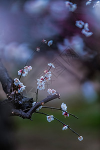 一枝腊梅花湖北武汉东湖梅园的梅花背景