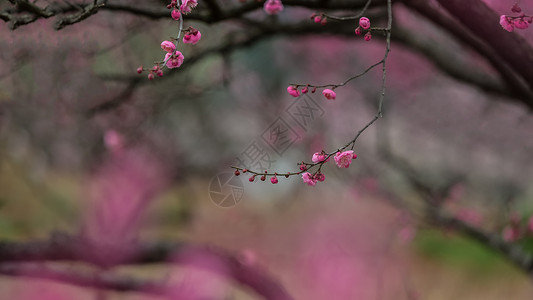一枝腊梅花湖北武汉东湖梅园的梅花背景