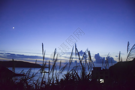 小巷夜景夜空下的芦苇背景