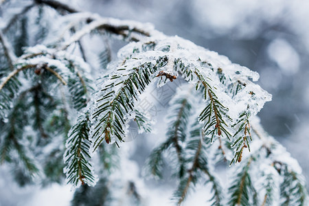 峨眉山雾凇厚厚的雪高清图片