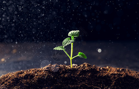 土壤墒情生长的植物背景