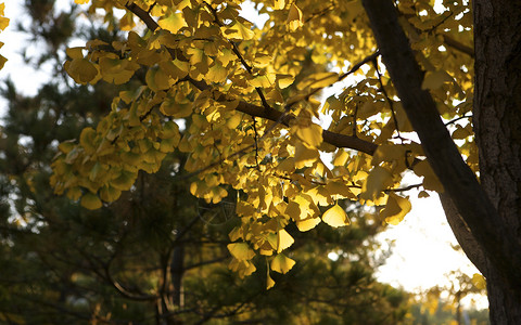 秋冬地坛公园里的枫叶银杏树木落叶景象背景图片