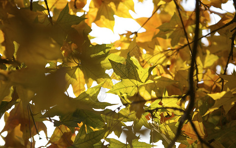 秋冬地坛公园里的枫叶银杏树木落叶景象背景图片