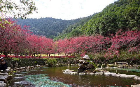 冬樱花台湾冬天的樱花背景