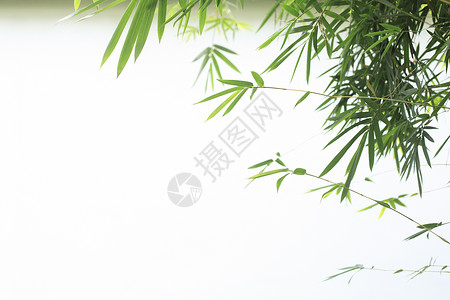 竹子植物中国元素竹子背景