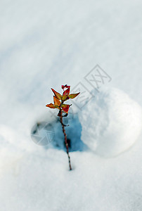 雪地里的植物背景图片