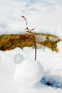 滚雪球冬天的雪背景