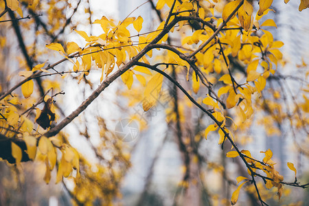 秋天逐渐凋零的黄叶图片