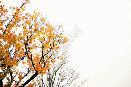 秋枫火红天空高清图片