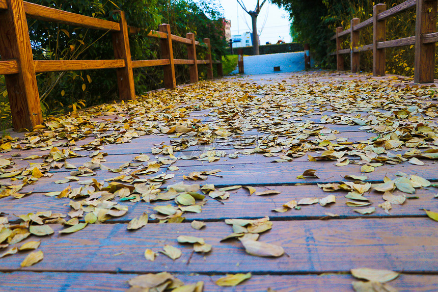秋季的落叶图片
