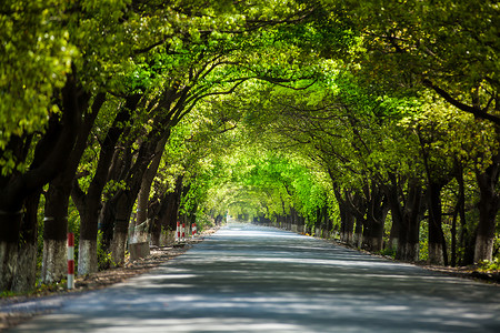 拱形绿树成荫的道路背景