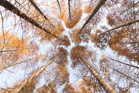金黄色的秋天树林仰拍背景图片
