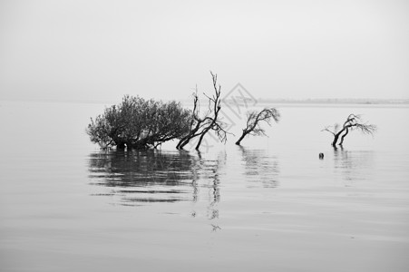 黑白滇池背景图片