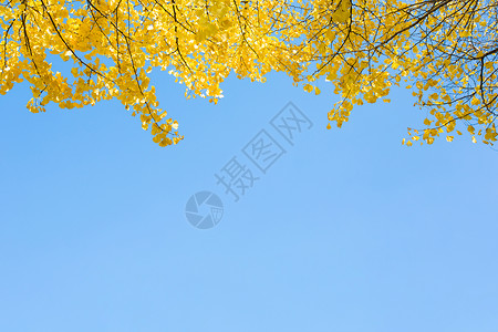 银杏树秋天的树干高清图片