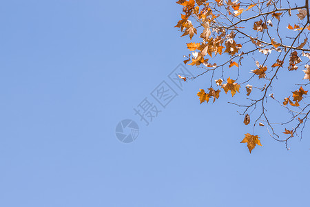 冬日的树叶与蓝天图片