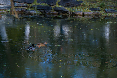 冬季的湖和冰湖游泳的鸭子图片