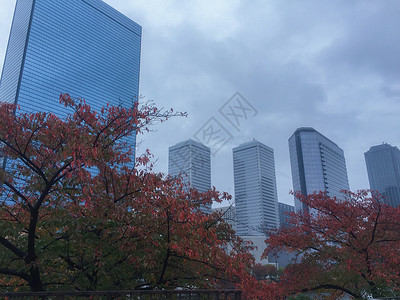 大阪红叶秋天大阪的街景背景