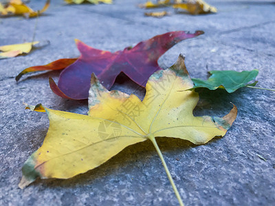 秋日的彩色落叶图片
