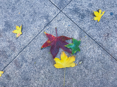 秋日的彩色落叶背景图片