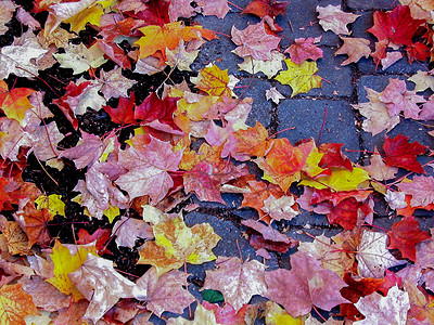 深秋的红叶背景图片