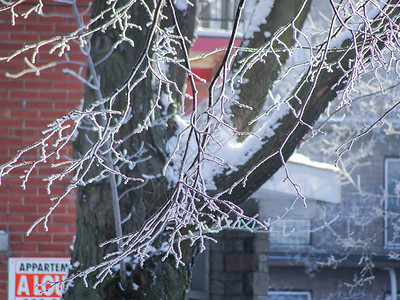 天寒地冻雪后的树枝背景