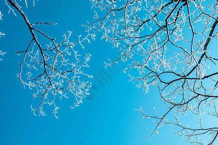 蓝色的雪花下过雪的树枝背景