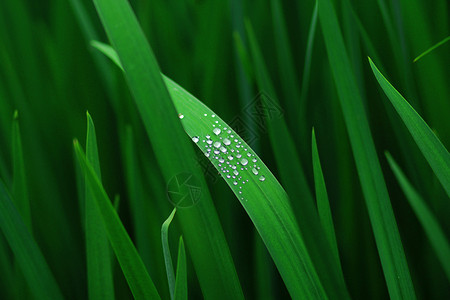 花冠之泪草之泪背景