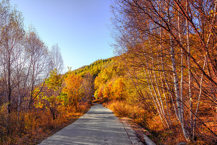 道须沟的秋天林荫路高清图片