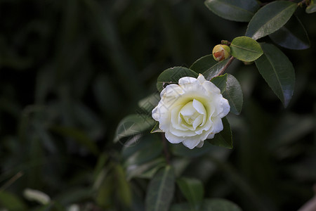 山茶花鲜花生芽高清图片