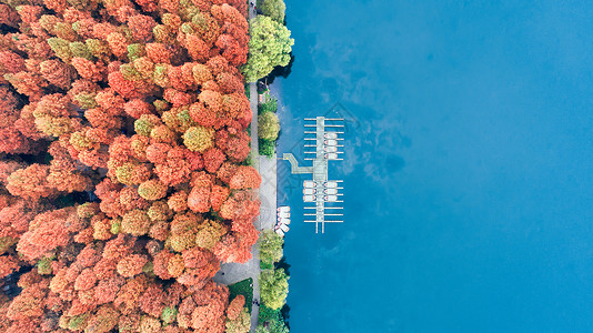 停泊航拍西湖码头红杉林和湖水背景