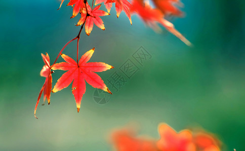 秋天的红叶背景图片