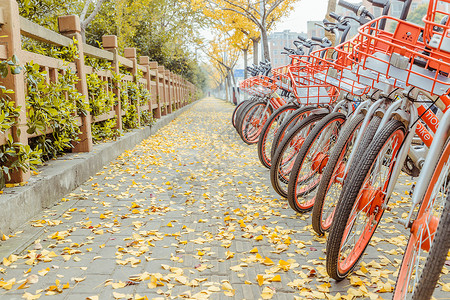 银杏树与绿色植物共享单车与银杏落叶背景