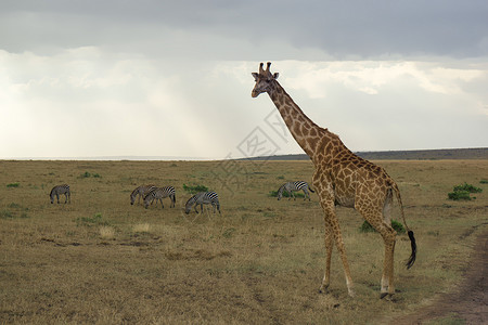 非洲肯尼亚长颈鹿图片