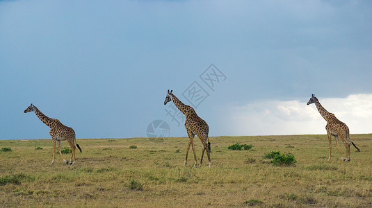 非洲肯尼亚大草原上的长颈鹿背景图片
