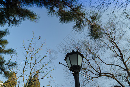 冬天的天空树枝和飞鸟图片
