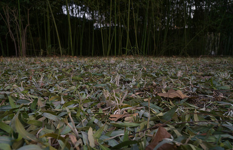冬天竹子竹林的落叶背景