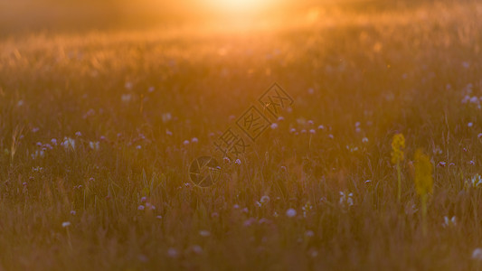 日落夕阳野花图片
