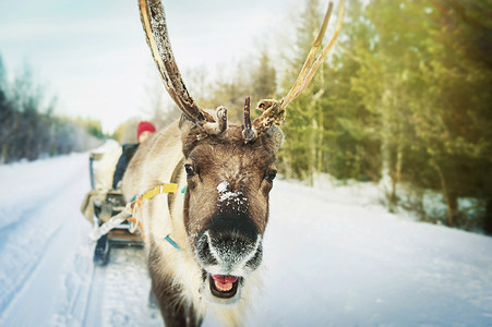 芬兰罗瓦涅米驯鹿拉雪橇高清图片