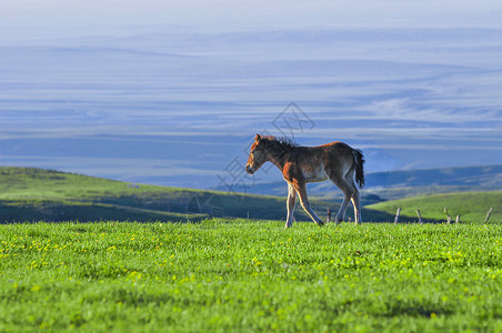 新疆塔城牧场马驹草场山脉图片