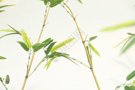 中国风竹叶竹子图片