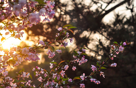 夕阳下的海棠花背景图片
