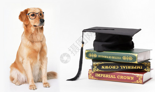 狗看书爱学习的狗设计图片