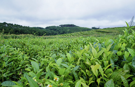绿植物叶子茶山背景