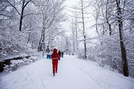 冬季下雪雪景植物高清图片素材