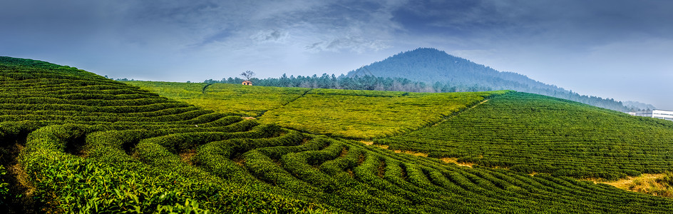 隐居山林绿色的茶园背景