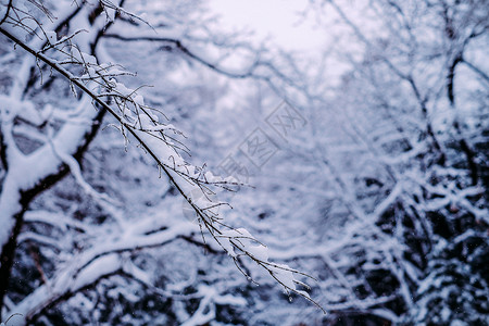 冬季被大雪覆盖的森林图片