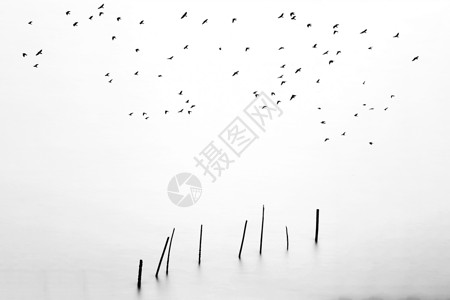 候鸟ps素材中国风水墨素材风光背景