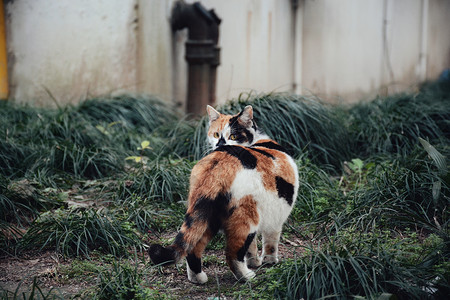 工笔花卉动物猫背景